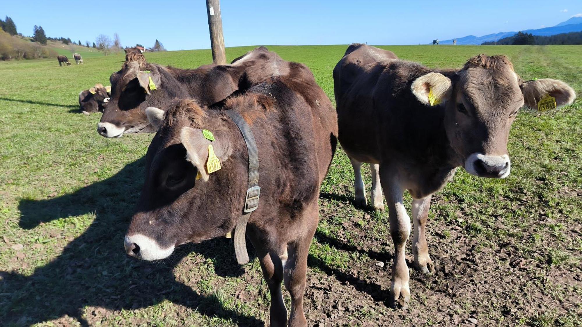 Fewo Allgaeuerle1605 Mit Hallenbad, Sauna, Tiefgarage Und Wlan Missen-Wilhams Esterno foto